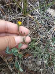 Galatella linosyris