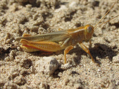 Melanoplus foedus foedus