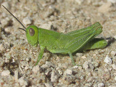 Melanoplus foedus foedus