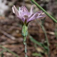 Lactuca tenerrima
