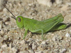 Melanoplus foedus foedus