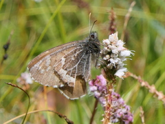 Aulocera nanshanicus