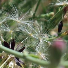Lactuca tenerrima
