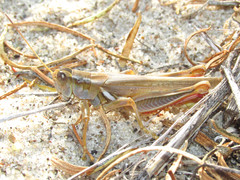 Melanoplus foedus foedus