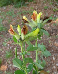 Chamaecytisus supinus