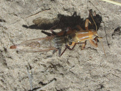 Melanoplus foedus foedus