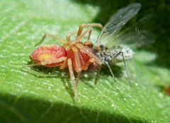 Nigma puella