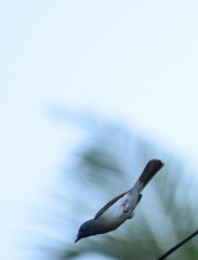 Hypothymis azurea