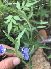 Rotheca louwalbertsii