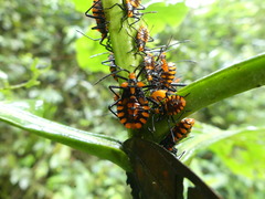 Spartocera pantomima