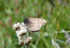 Aulocera nanshanicus