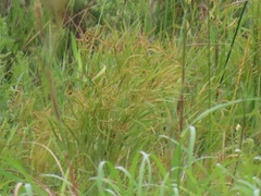 Searsia kwazuluana