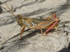 Melanoplus foedus foedus