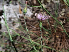 Lactuca tenerrima