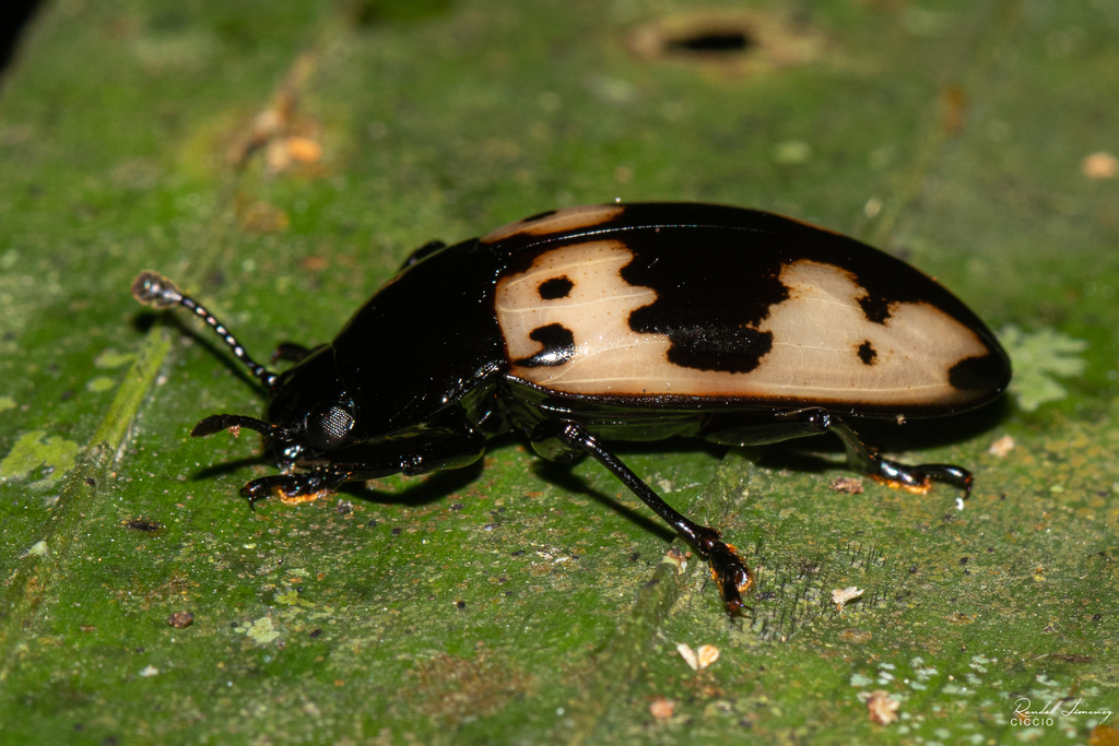 Pselaphacus nicaraguae