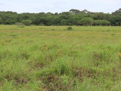 Searsia kwazuluana