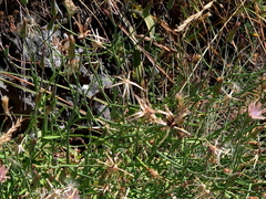 Lactuca tenerrima