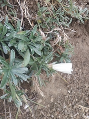 Convolvulus holosericeus