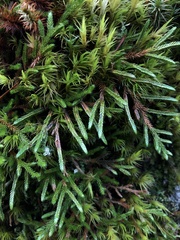 Selaginella wallacei image