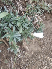 Convolvulus holosericeus