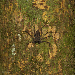 Paraphrynus laevifrons