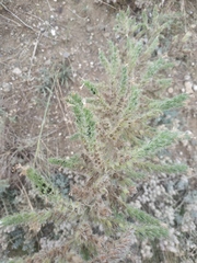 Echium italicum biebersteinii