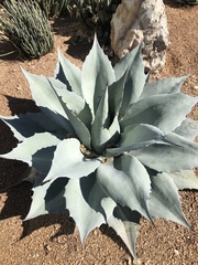 Agave ovatifolia