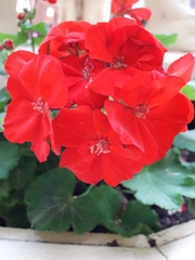 Pelargonium