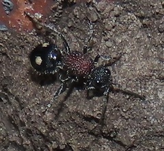 Dolichomutilla sycorax