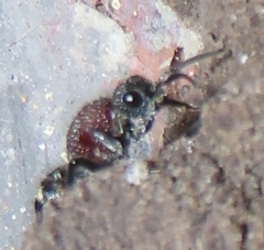 Dolichomutilla sycorax