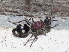 Dolichomutilla sycorax
