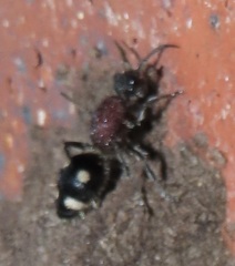 Dolichomutilla sycorax