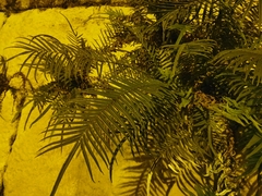 Pteris vittata