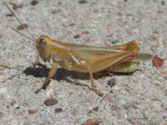 Melanoplus foedus foedus