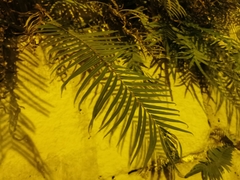 Pteris vittata