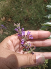Salvia virgata