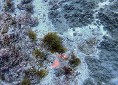 Cnemidocarpa stolonifera