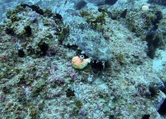 Cnemidocarpa stolonifera