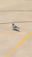 Columba livia domestica