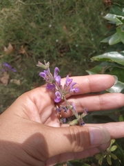 Salvia virgata