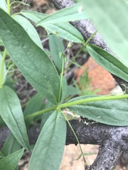 Rotheca louwalbertsii