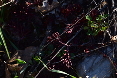 Petrosedum ochroleucum