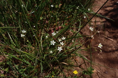 Pharnaceum elongatum