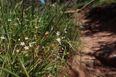 Pharnaceum elongatum