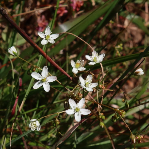 Pharnaceum elongatum (Pharnaceum elongatum)