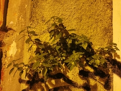 Parietaria judaica
