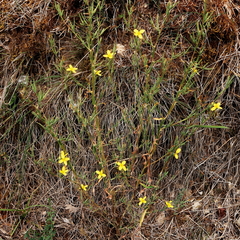 Lactuca viminea viminea