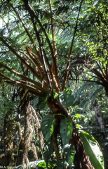 Sphaeropteris horrida