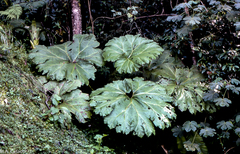 Gunnera mexicana