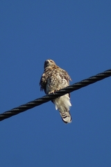 Parabuteo unicinctus unicinctus